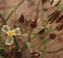Albuca setosa