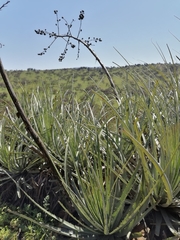 Puya coerulea