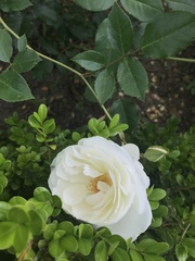 Rosa