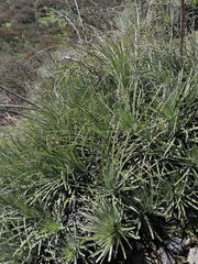 Puya coerulea