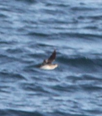 Ptychoramphus aleuticus