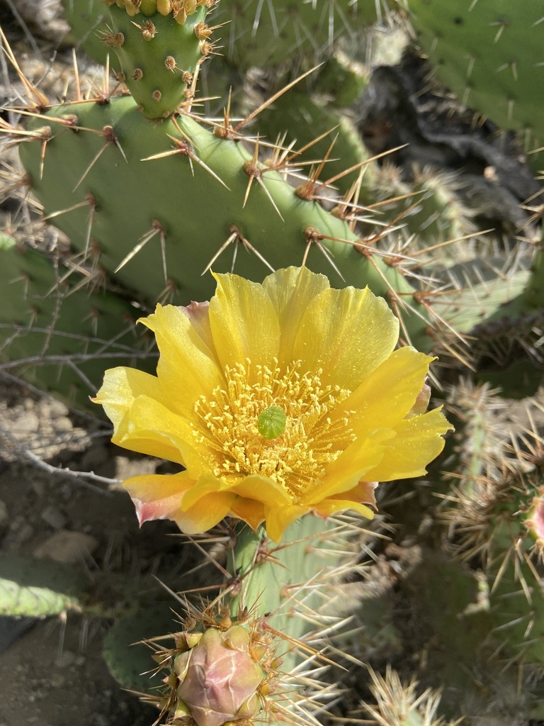 Coastal prickly pear