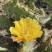 Coastal Pricklypear - Photo (c) Enrique, some rights reserved (CC BY-NC), uploaded by Enrique