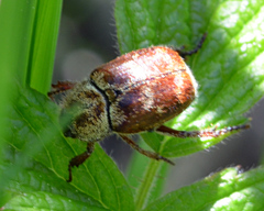 Hoplia trifasciata