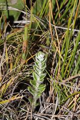 Senecio pauciflosculosus