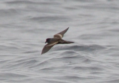Hydrobates homochroa