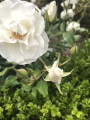 Rosa