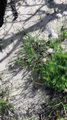 Scabiosa incisa