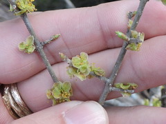 Forestiera
