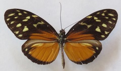 Heliconius hecale zuleika