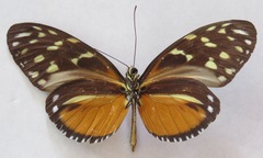 Heliconius hecale zuleika