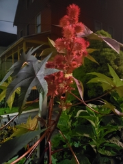 Ricinus communis