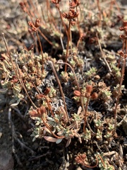 Eriogonum cusickii