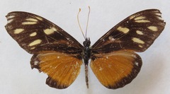 Eueides procula asidia