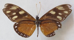 Eueides procula asidia