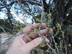 Forestiera