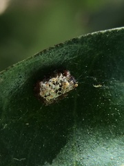 Insecta