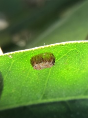 Insecta
