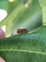 Insecta