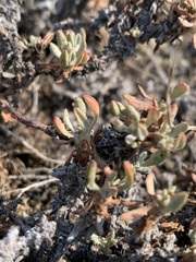 Eriogonum cusickii
