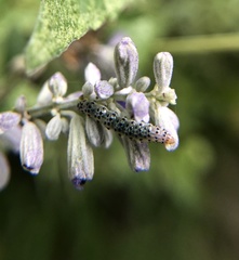 Pyrausta inornatalis