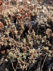 Eriogonum cusickii