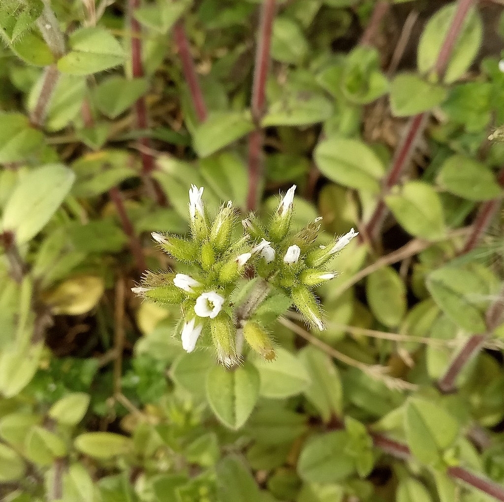 Cerastium junceum (Cerastium junceum)