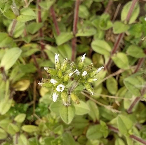 Cerastium junceum