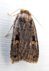 Hexorthodes agrotiformis