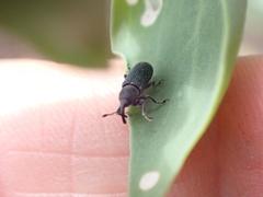 Mecinus janthiniformis