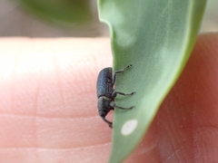 Mecinus janthiniformis