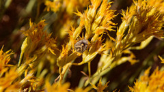 Agonoscelis puberula