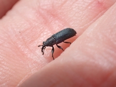 Mecinus janthiniformis