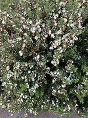 Myrtus