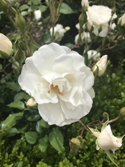 Rosa
