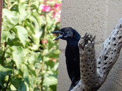 Quiscalus mexicanus