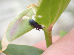 Mecinus janthiniformis