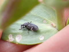 Mecinus janthiniformis