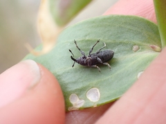 Mecinus janthiniformis