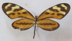 Mechanitis lysimnia utemaia