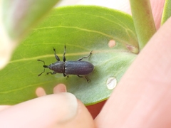 Mecinus janthiniformis