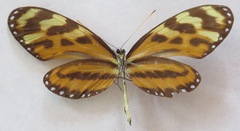 Mechanitis lysimnia utemaia