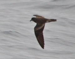 Hydrobates homochroa
