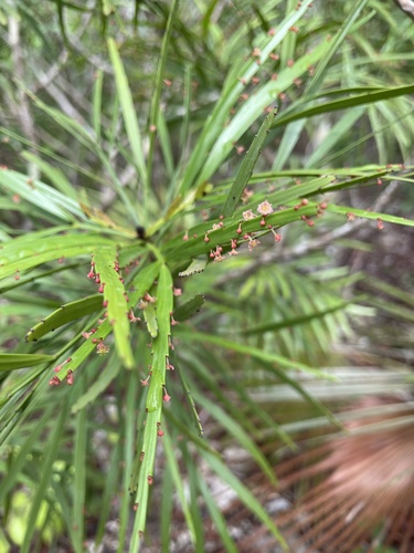Phyllanthus angustifolius