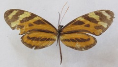 Mechanitis lysimnia utemaia