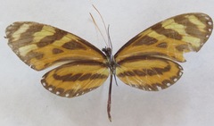 Mechanitis lysimnia utemaia