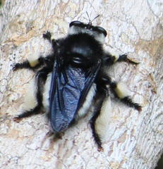 Hyperechia consimilis