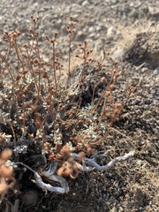 Eriogonum cusickii