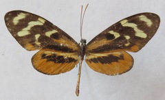 Mechanitis polymnia isthmia