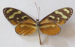 Mechanitis polymnia isthmia